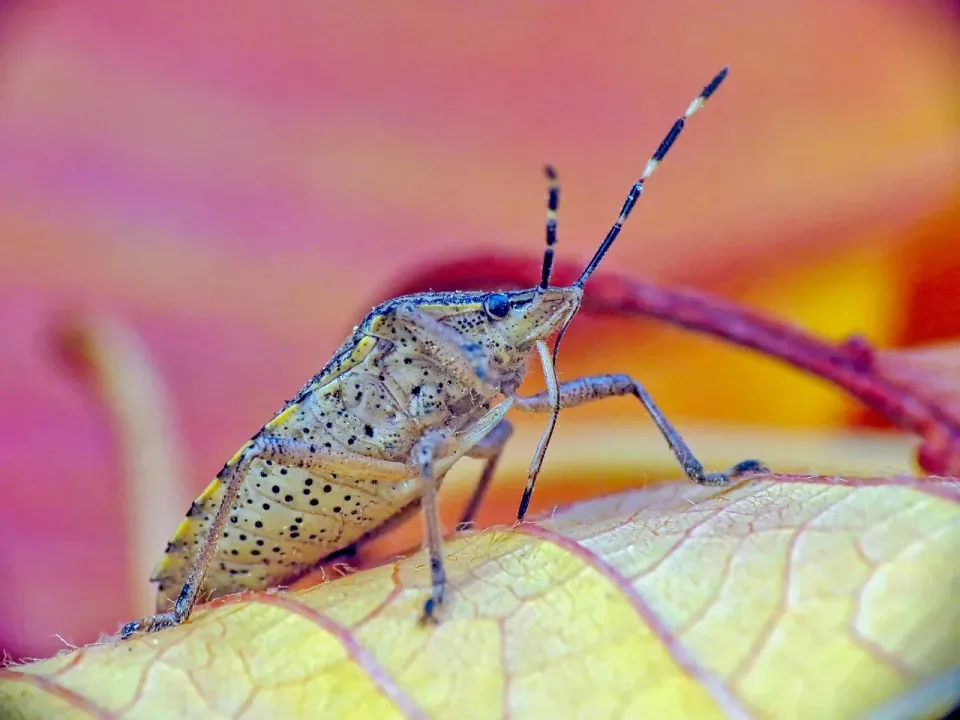 Stink Bug — Pest Control Stink Bug — Pest Control