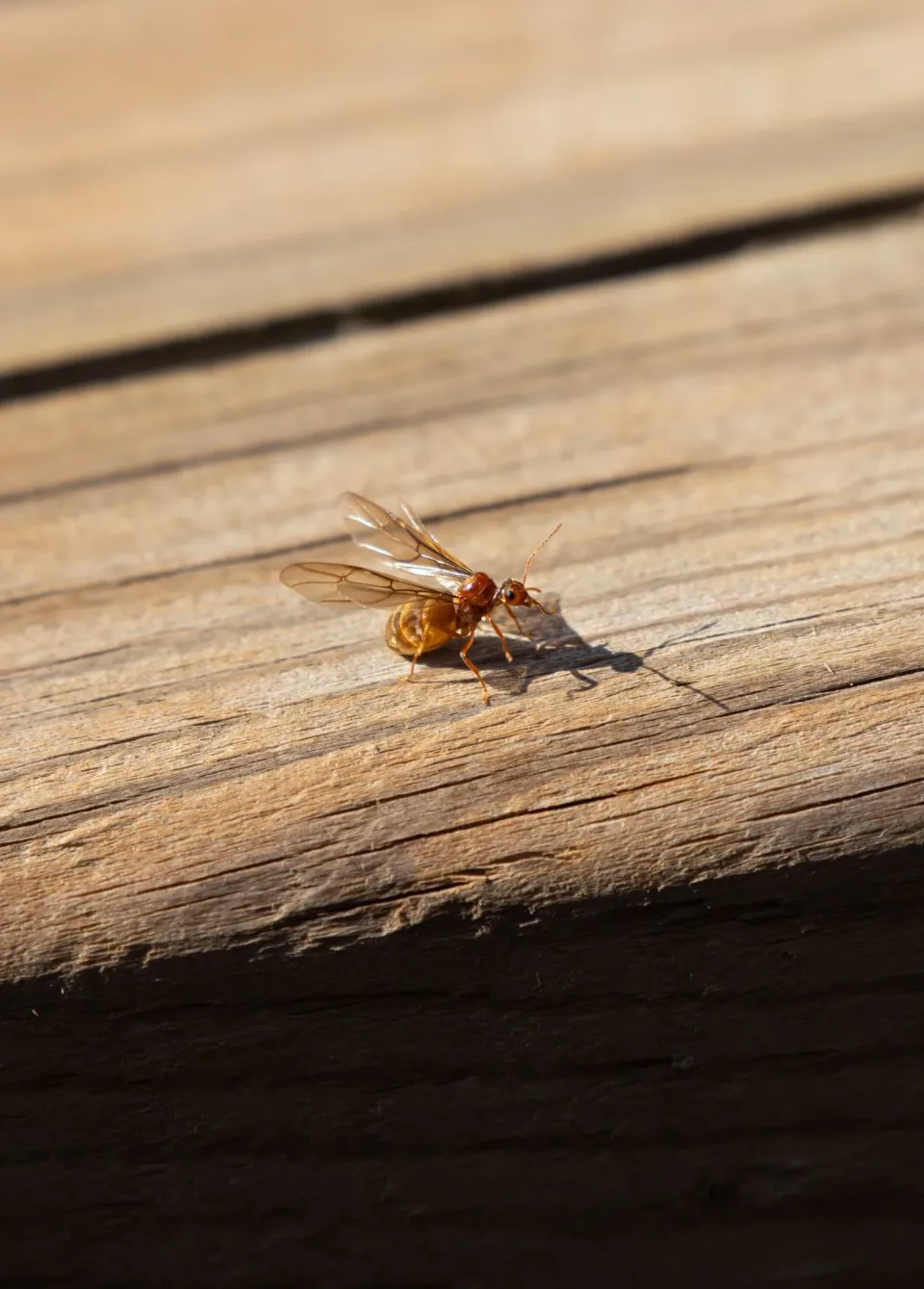 Winged Ant — Pest Control